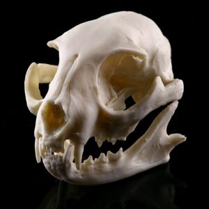 Realistic Lucky Cat Skull Model Resin Replica Skeleton Medical Teaching Decoration